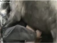 Horny fellow receives pounded by a nasty horse